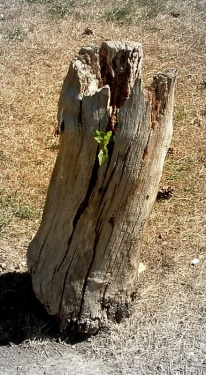 Dada emergence from the rotten old stump of contempory art