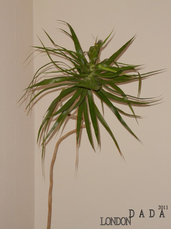 miss greena ballerina