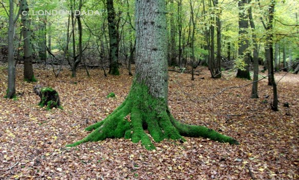 On the existence of goblins